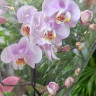 Орхидея Phalaenopsis Pink Clouds 