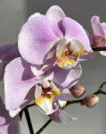 Орхидея Phalaenopsis Pink Clouds 