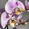 Орхидея Phalaenopsis Pink Clouds 