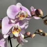 Орхидея Phalaenopsis Pink Clouds 