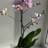 Орхидея Phalaenopsis Pink Clouds 