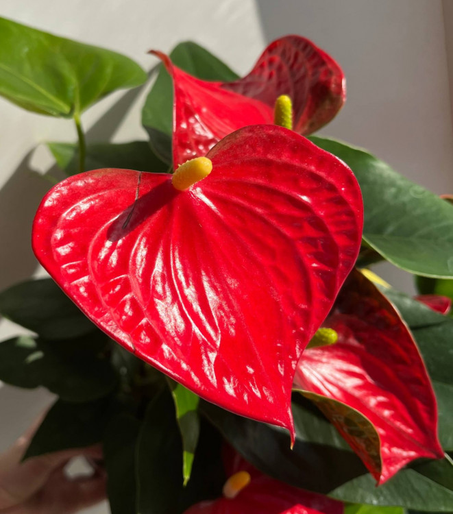 Anthurium Red Spot (отцвел)