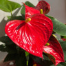 Anthurium Red Spot (отцвел)