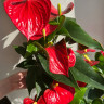 Anthurium Red Spot (отцвел)