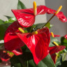 Anthurium Red Spot (отцвел)
