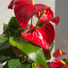 Anthurium Red Spot (отцвел)