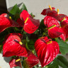 Anthurium Red Spot (отцвел)