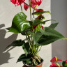 Anthurium Red Spot (отцвел)