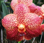 Орхидея Vanda Kultana Ruby x Ascda. Kultana Pappion (отцвела)