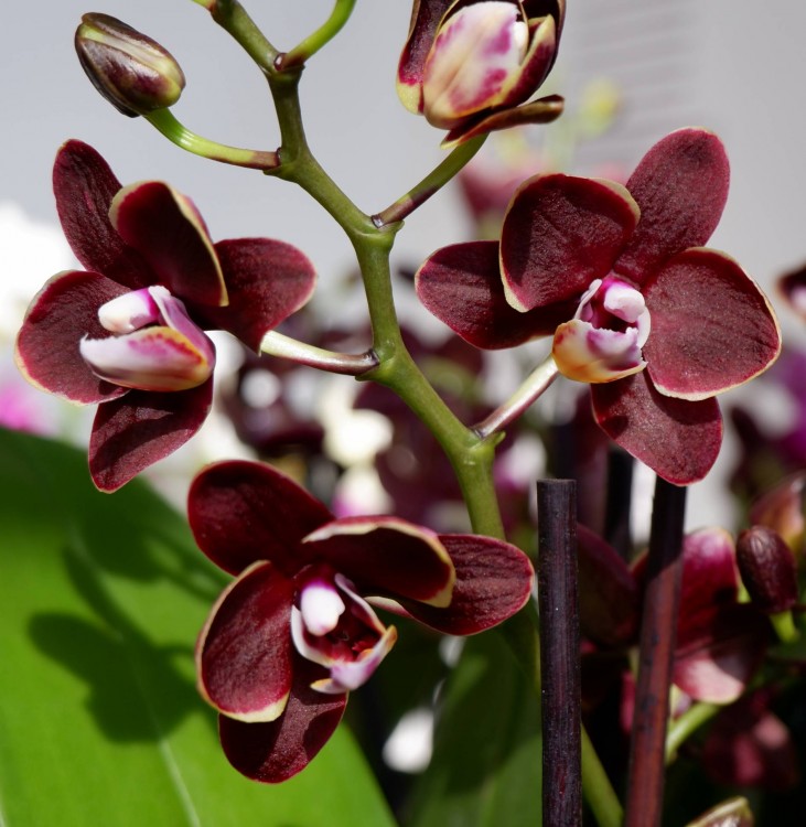 Орхидея Phalaenopsis Brown Sugar, multiflora (отцвел)