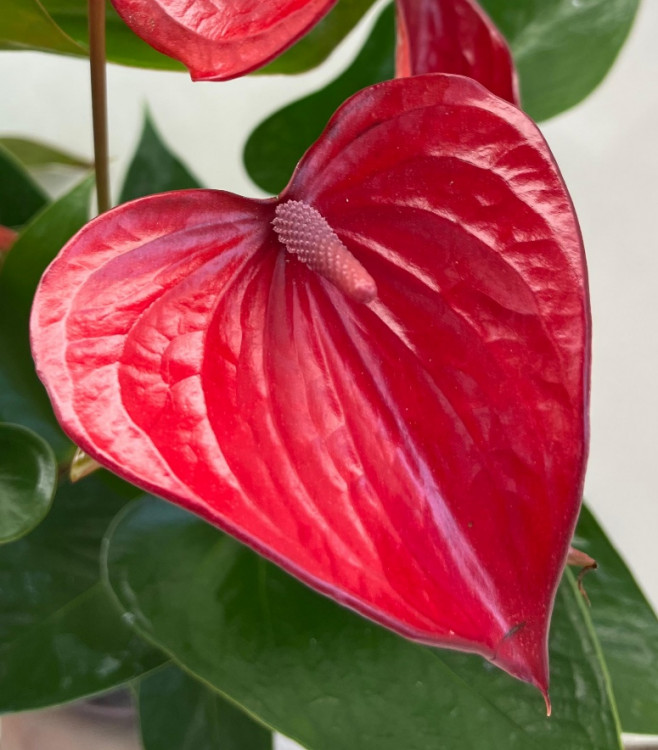 Anthurium Bugatti Royale (отцвел)