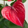 Anthurium Bugatti Royale 