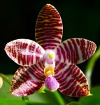 Орхидея Phal. lueddemanniana x amboinensis Nicole (отцвёл)