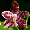 Орхидея Phal. lueddemanniana x amboinensis Nicole (отцвёл)