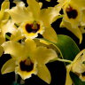 Орхидея Dendrobium Golden Blossom Marginata (отцвёл)