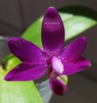 Орхидея Dtps Purple Martin x P. violacea indigo