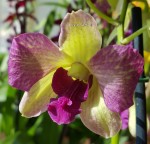 Орхидея Dendrobium Terra Samba (отцвёл)
