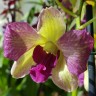 Орхидея Dendrobium Terra Samba (отцвёл)