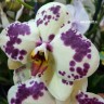 Орхидея Phalaenopsis Aneta (отцвел)  