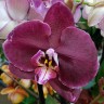 Орхидея Phalaenopsis Clarion (отцвел)