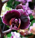 Орхидея Phalaenopsis Chocolate, multiflora (отцвел)