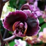 Орхидея Phalaenopsis Chocolate, multiflora (отцвел)