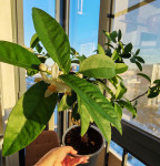 Цитрофортунелла Лимон на цвету