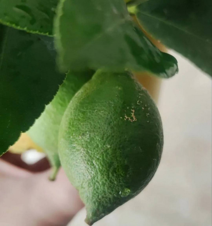 Цитрофортунелла Лимон наращивает плоды