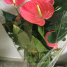 Anthurium California