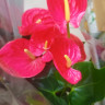 Anthurium California
