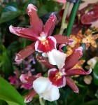 Орхидея Cambria 