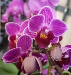 Орхидея Phalaenopsis, mini (отцвел)