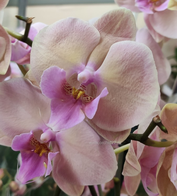 Орхидея Phalaenopsis Pastello Kizz, Big Lip (отцвел)