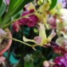 Орхидея Cochleanthes hybrid (отцвел)