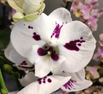 Орхидея Phalaenopsis Big Lip  