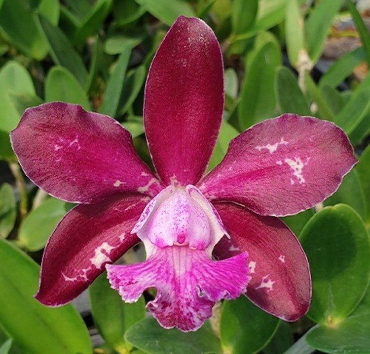 Орхидея Cattleya Royal Cognac 'Wilson' (отцвела)           