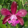 Орхидея Cattleya Royal Cognac 'Wilson' (отцвела)           