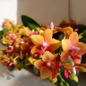 Орхидея Phalaenopsis Naranja Orange (отцвел)