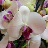 Орхидея Phalaenopsis Winter Love (отцвёл)