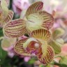 Орхидея Phalaenopsis peloric                