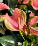 Anthurium Joli Blunsh 