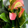 Anthurium Joli Blunsh 
