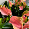 Anthurium Joli Blunsh 