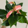 Anthurium Joli Blunsh 