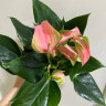 Anthurium Joli Blunsh 