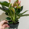Anthurium Joli Blunsh 