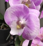 Орхидея Phalaenopsis Aladdin's Kizz, Big Lip (отцвел)