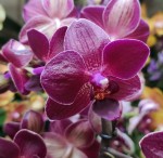 Орхидея Phalaenopsis Lady Luck, multiflora (отцвел)