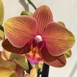 Орхидея Phalaenopsis Afra (отцвел, РЕАНИМАШКА)