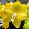 Орхидея Phalaenopsis Sogo Meili, multiflora (отцвел)